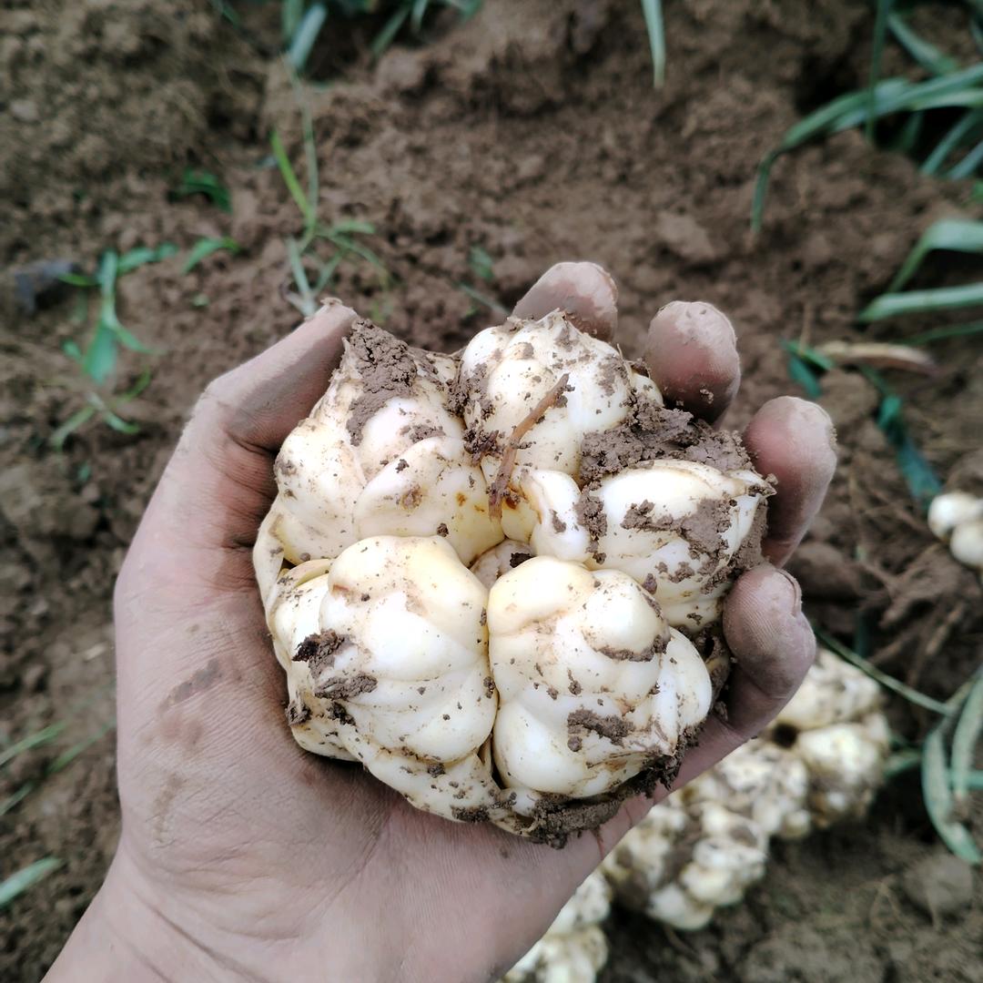 寻湘味百合精选