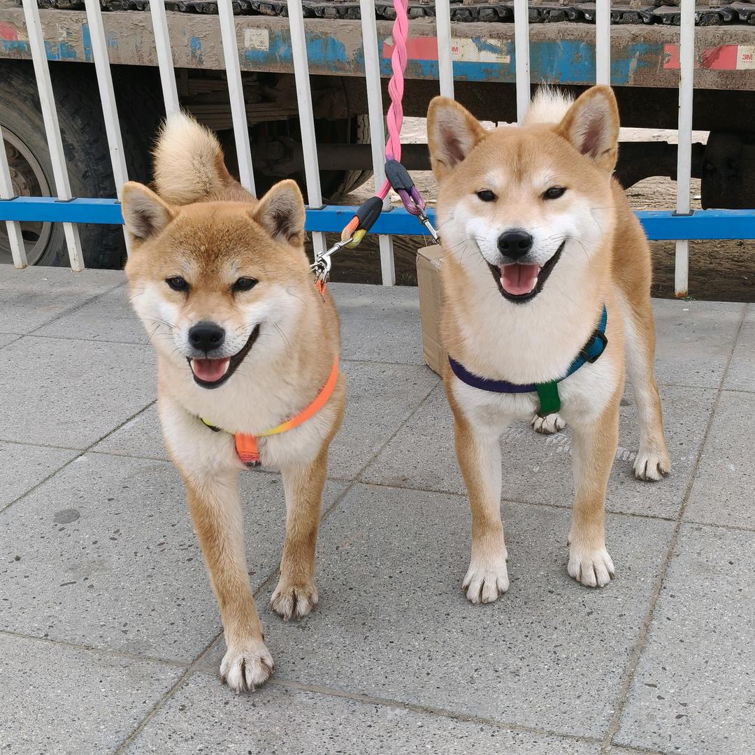 财财，包子是小柴呀