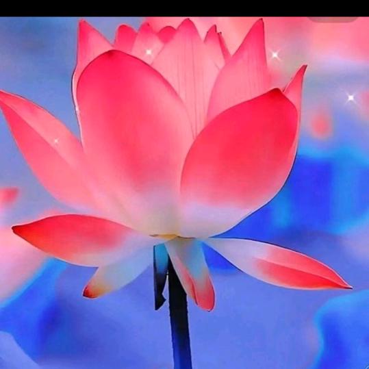夜共赴花海