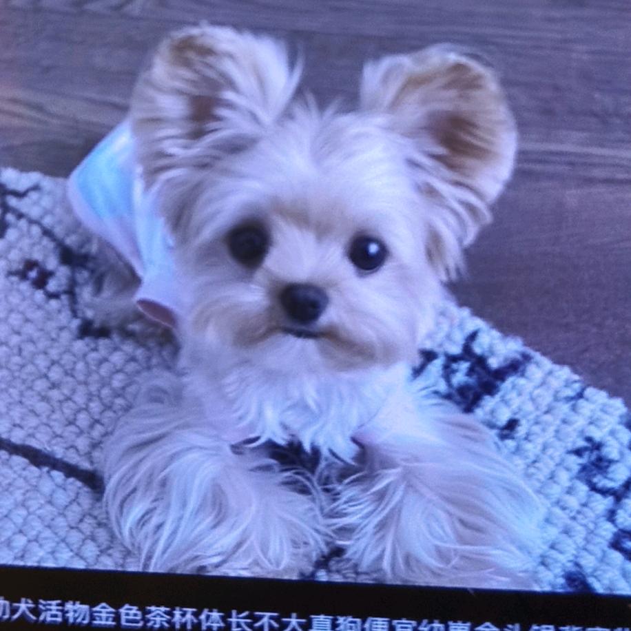 团团🐕圆圆2（李姐🎷🎷电吹管🎷）