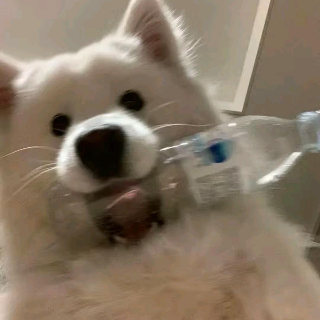 四爺