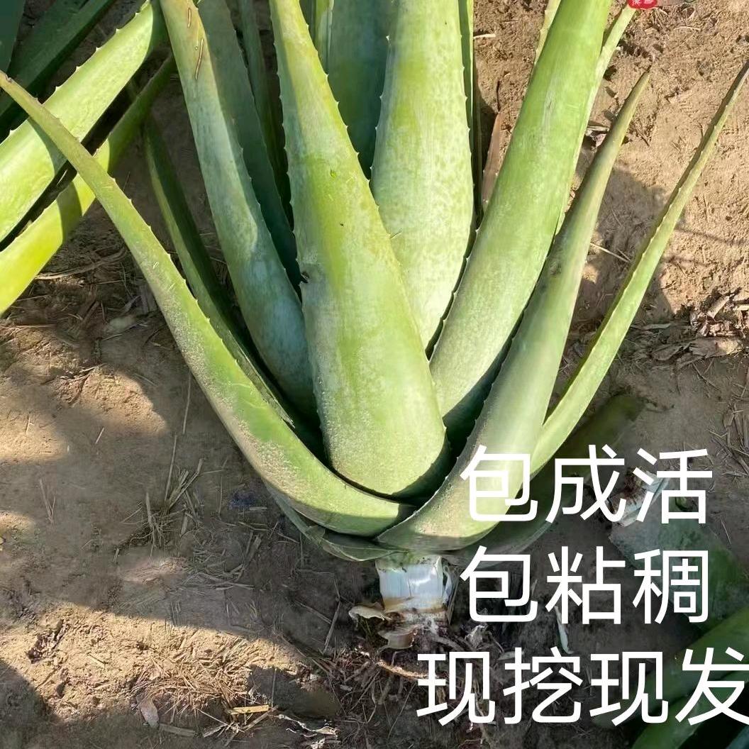 库拉索芦荟小玲