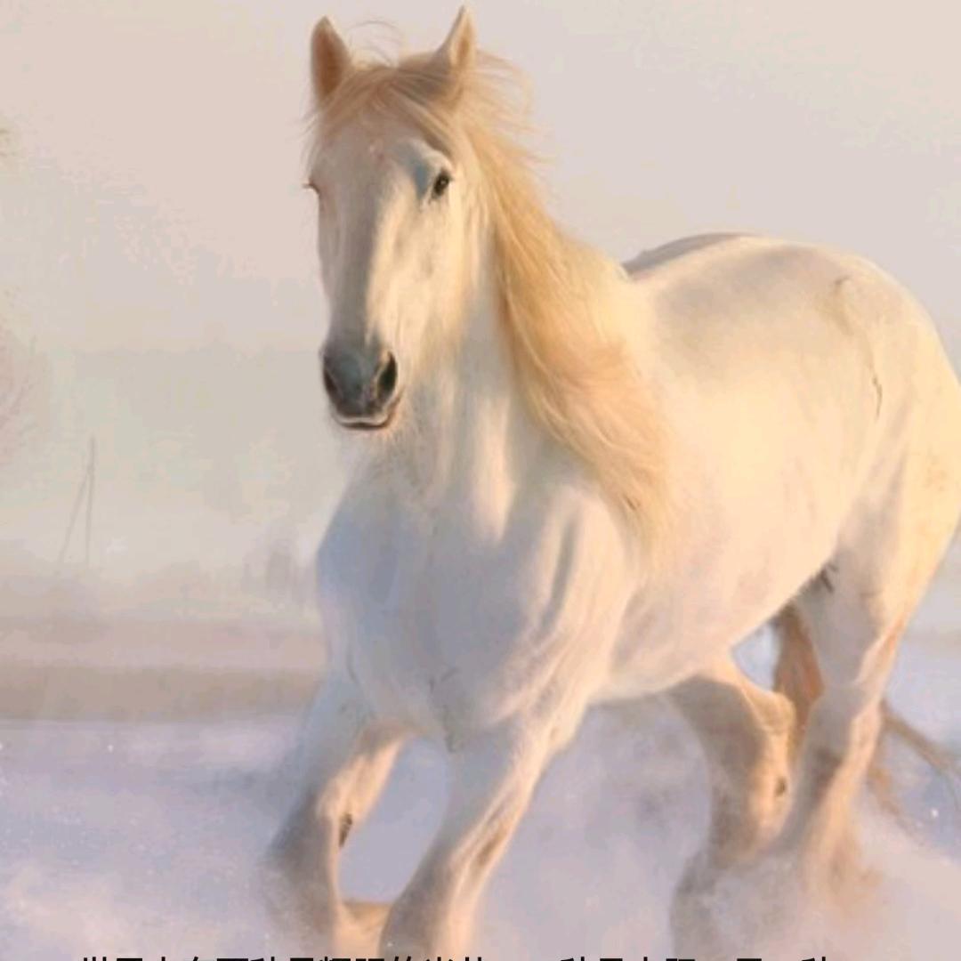 山东德州滴《三哥》