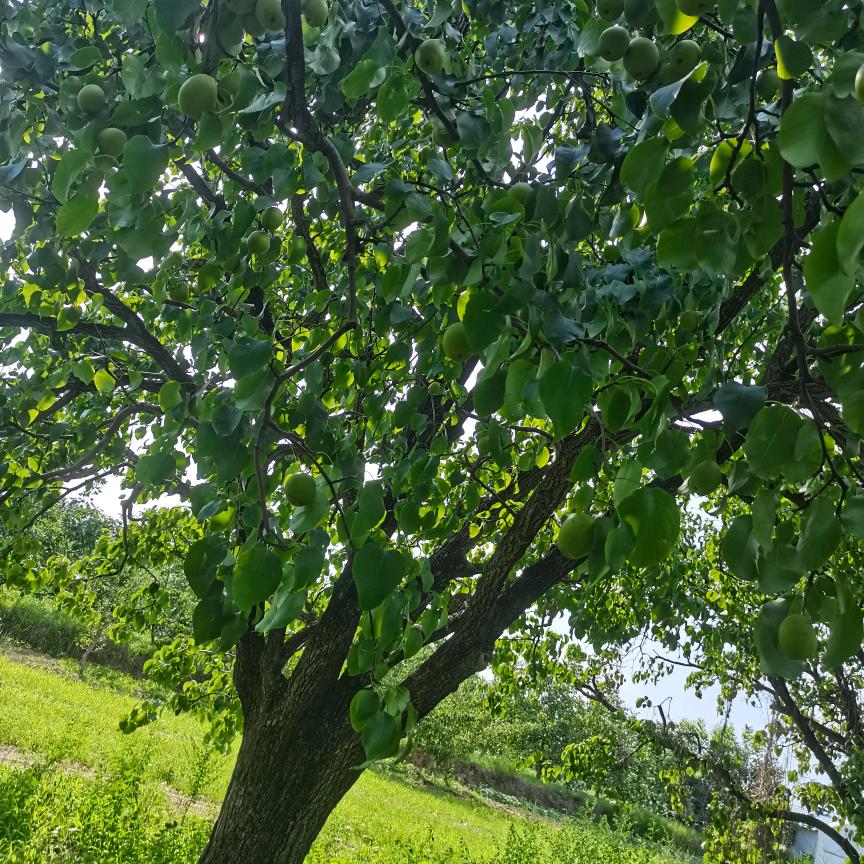 耀樟食品梨桂坊