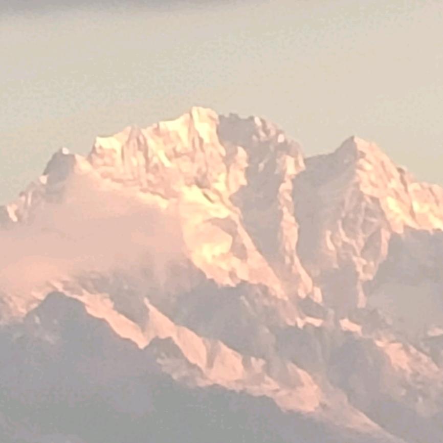 一帆风顺收香菜