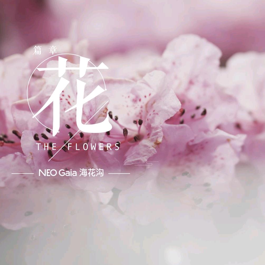 🌸海花沟🌾