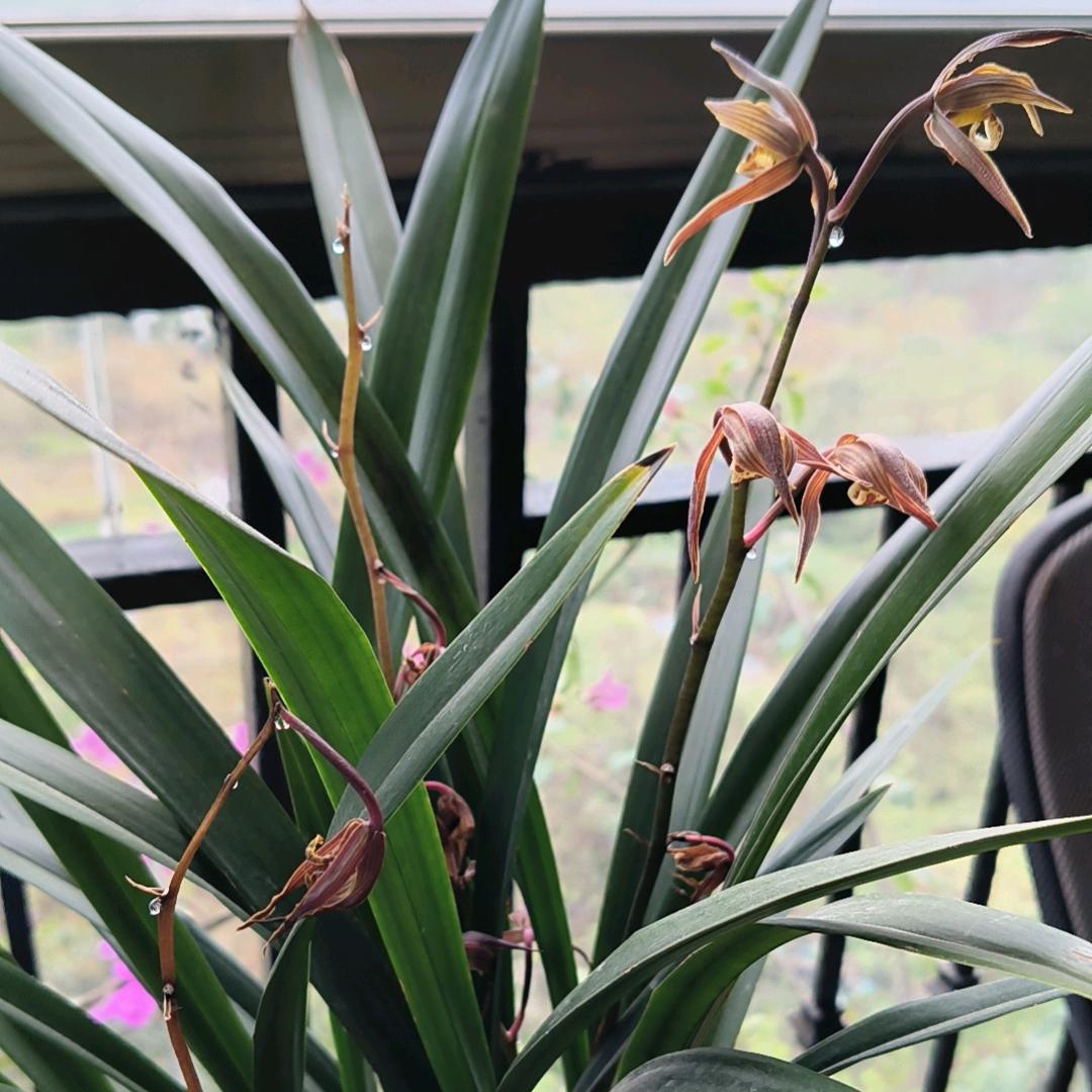 爱吃贪耍的龙姐