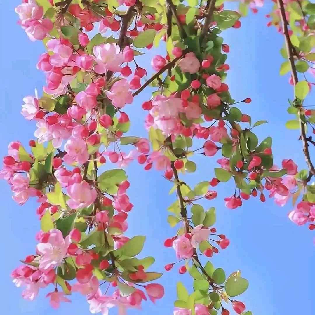 ℳঞ🍒爱搭不李꧔ꦿ᭄࿐ᩚ