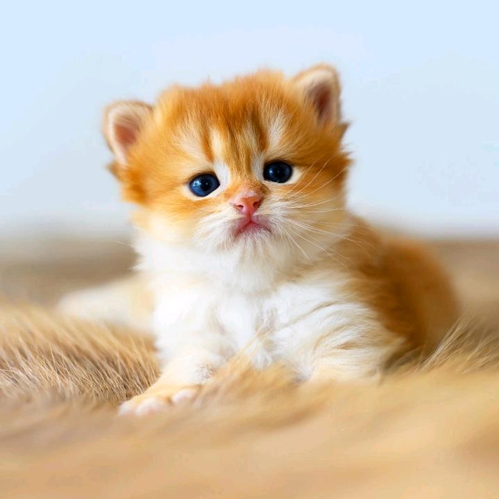 🥩多肉小胖🥩