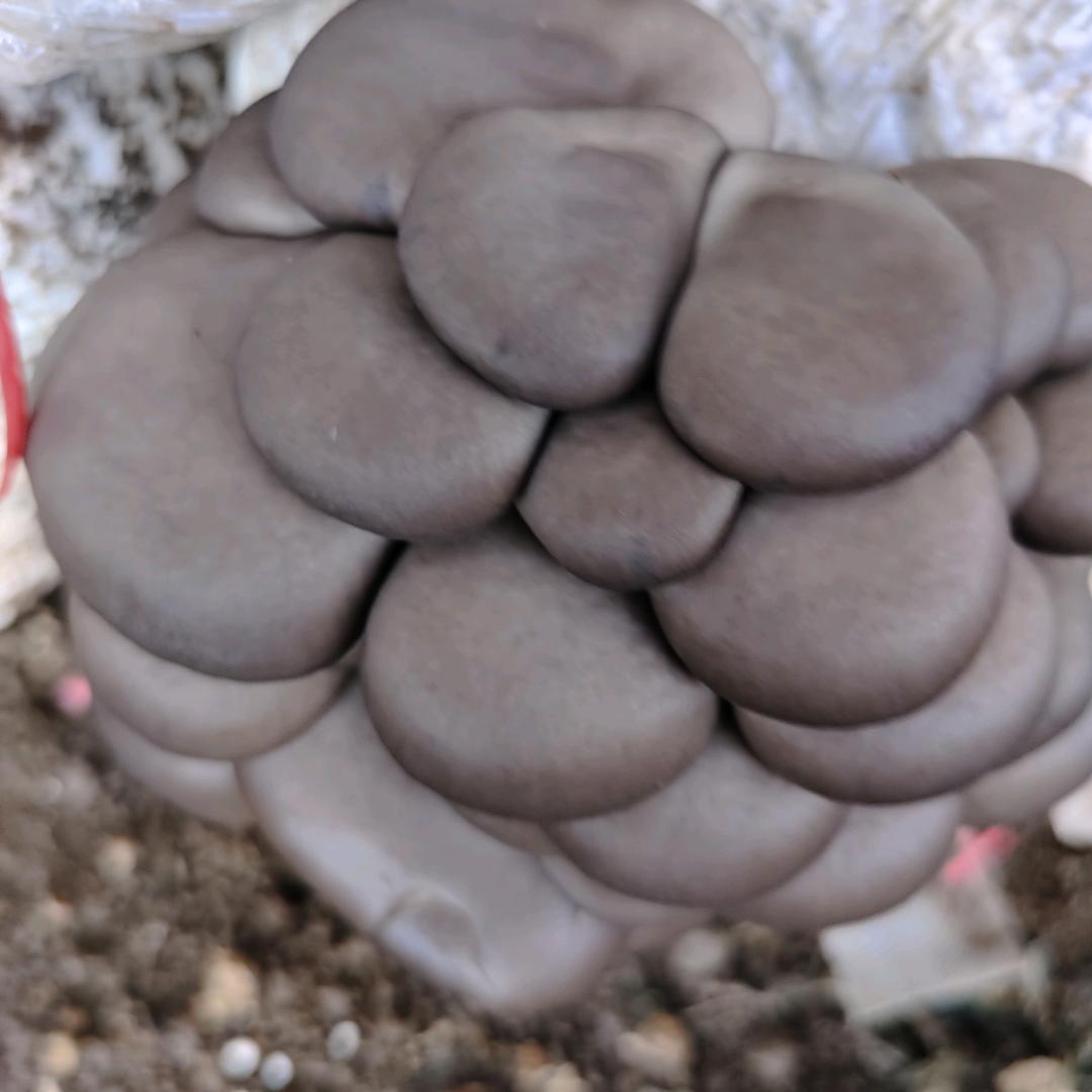 洒脱红姐的日常生活（蘑菇🍄）
