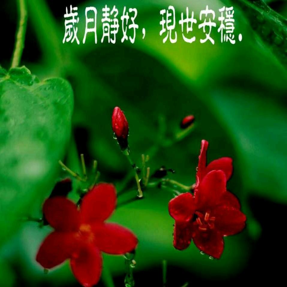 岁月静好.
