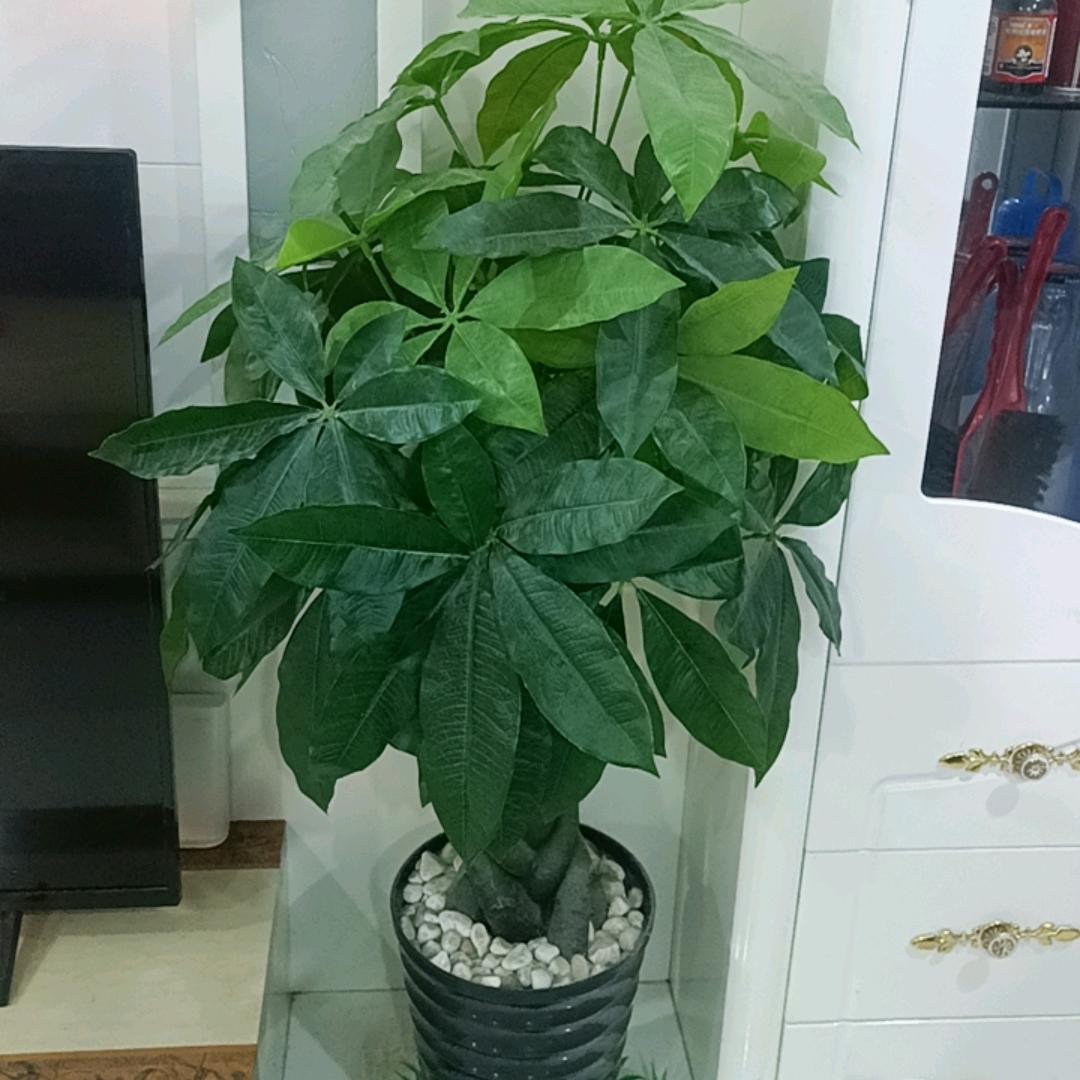 王林