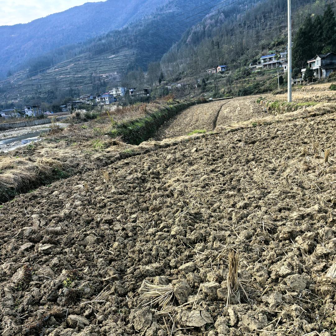 湘西大路湾农产品