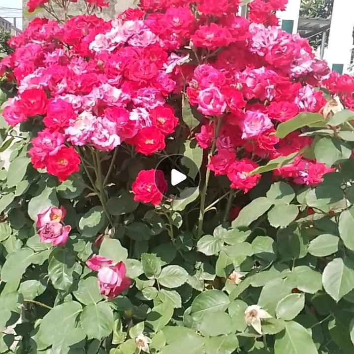 我的快乐就是你