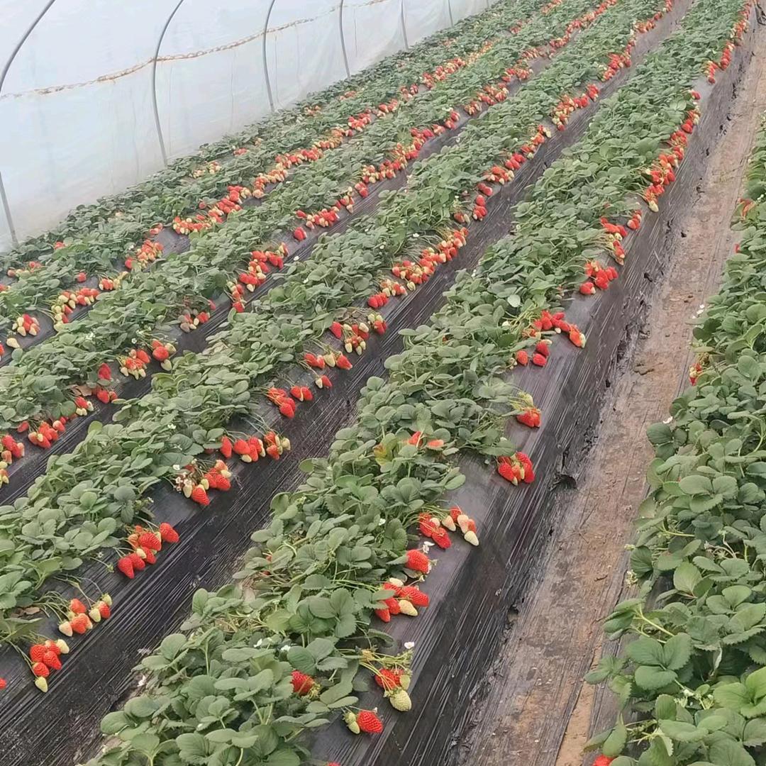 草莓葡萄施家种植园