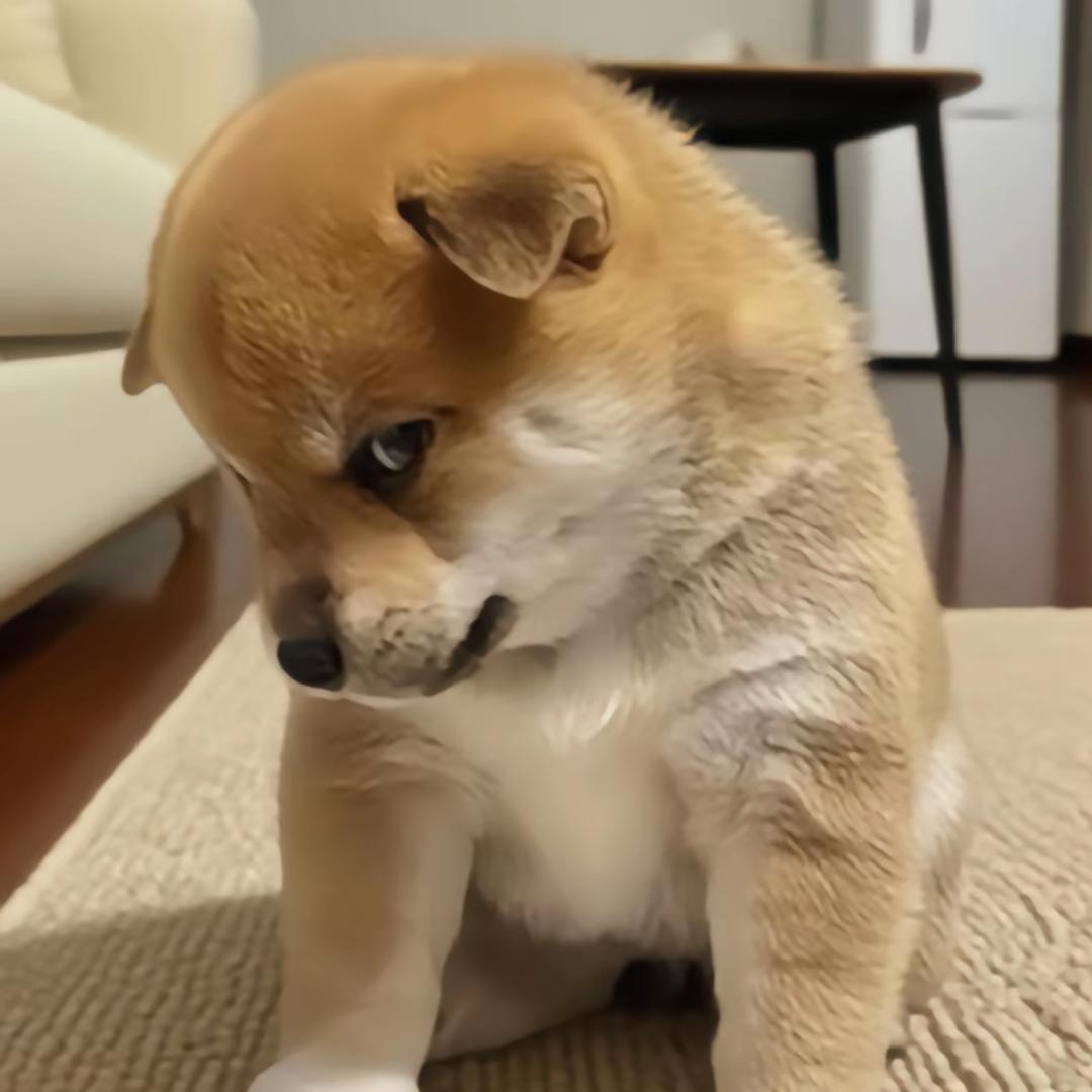 旺旺小苏苏
