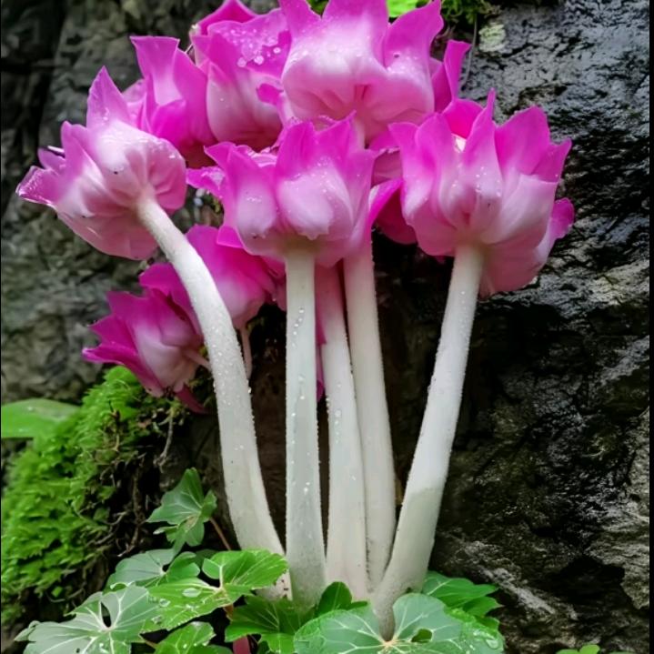 小白云