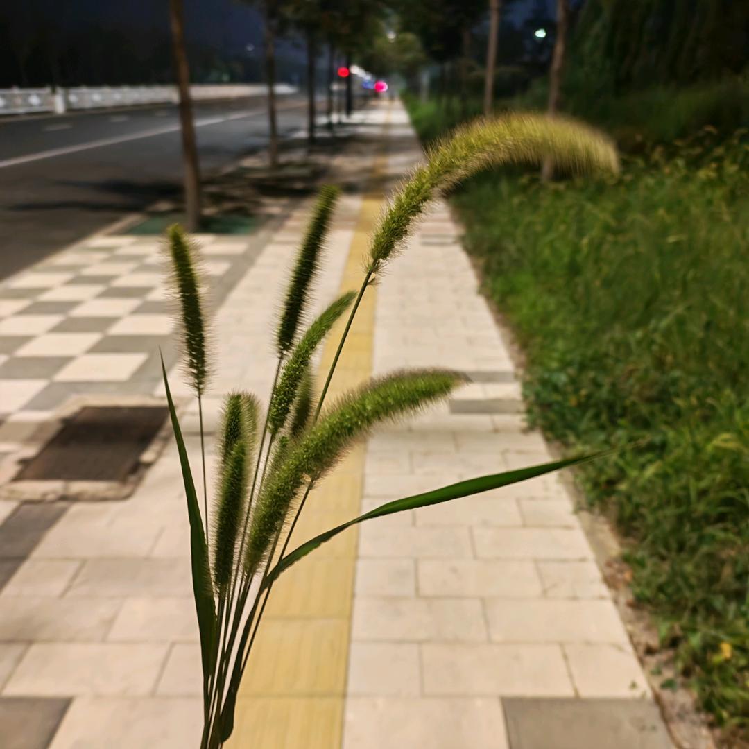 十一🌱