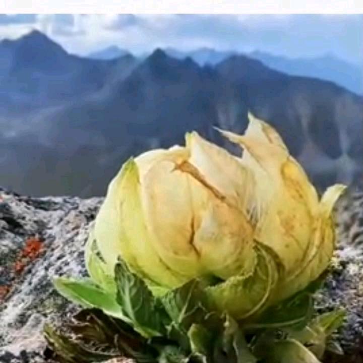 WONG991（回赞不回关）