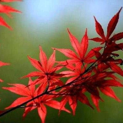 小李