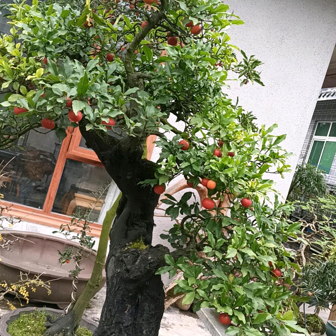 早起的鸟儿