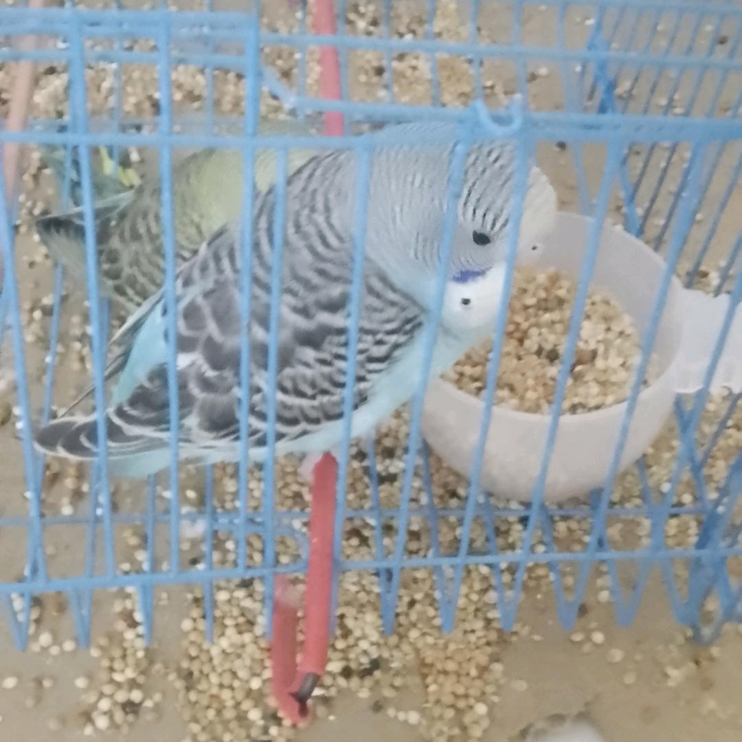 小雨七