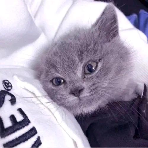 滚滚(ღ♡‿♡ღ)