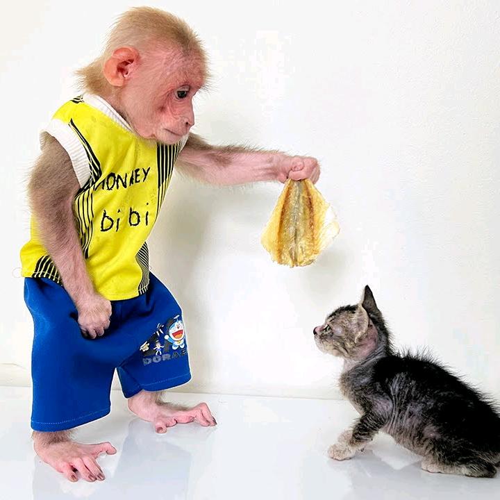 可爱小猴子