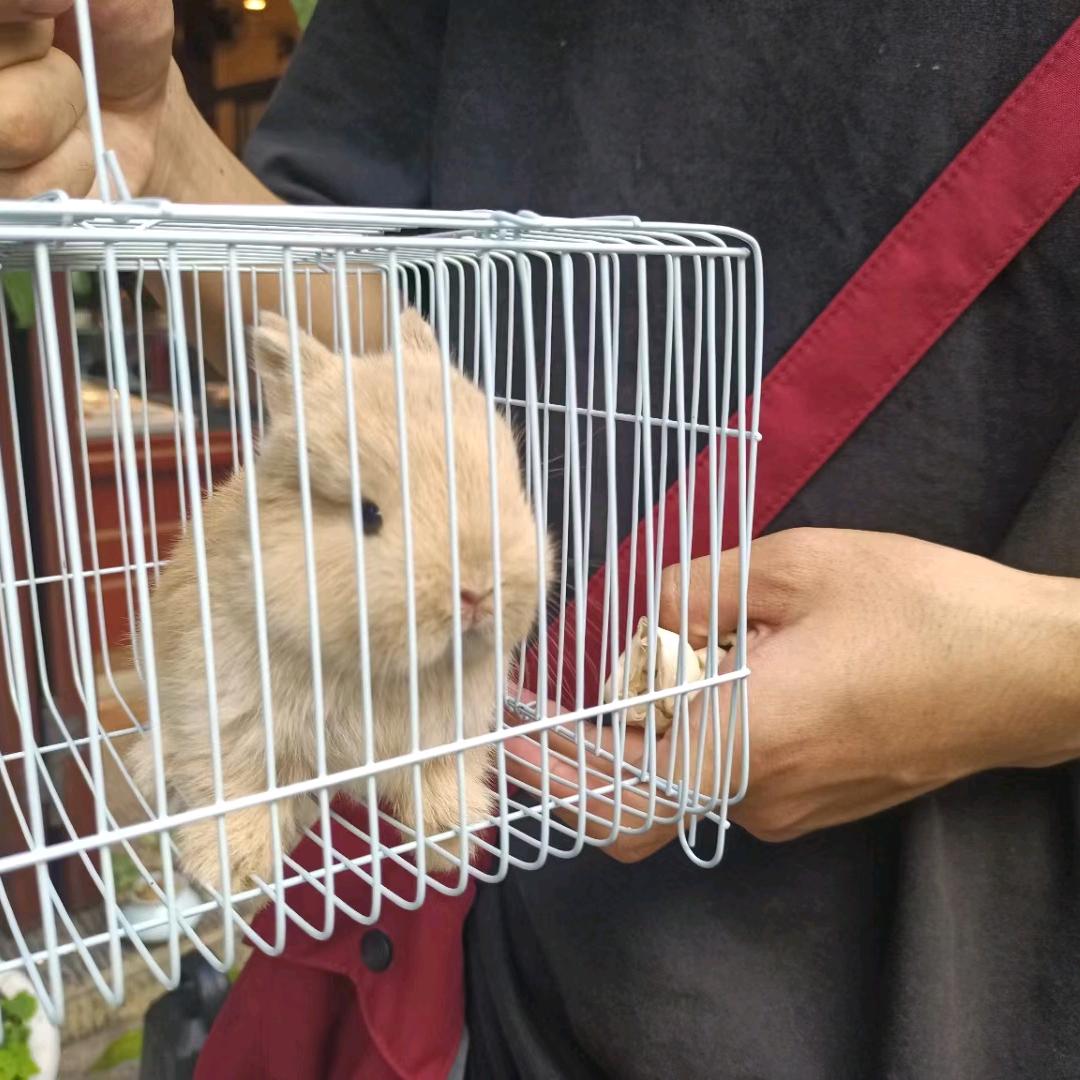 还我兔兔