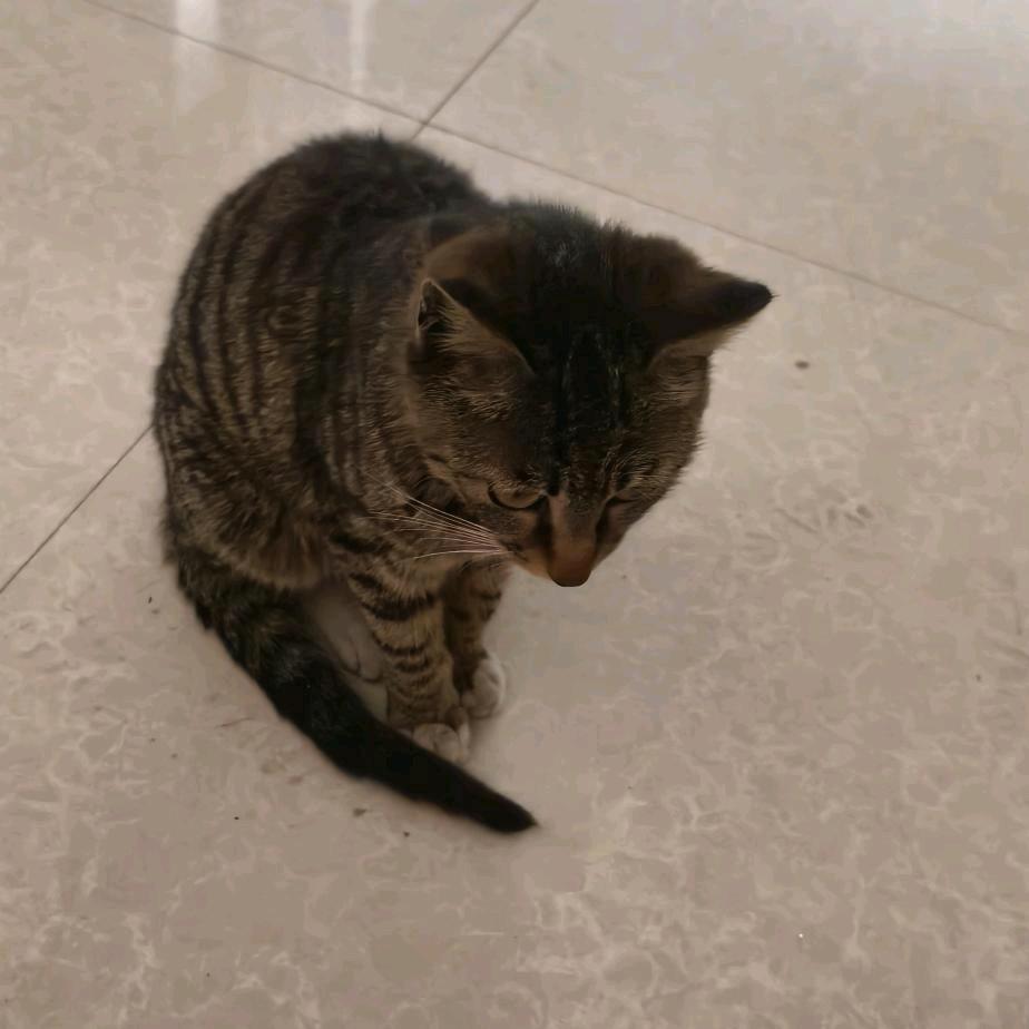 116697365衣村四组154号车菊英