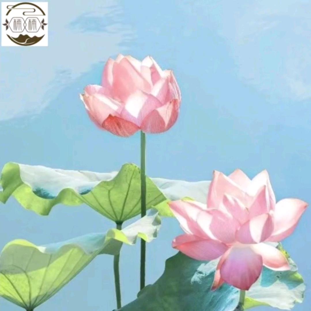 王二哥