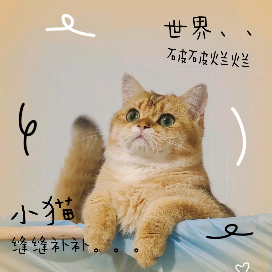 岸上的虎虎🐯