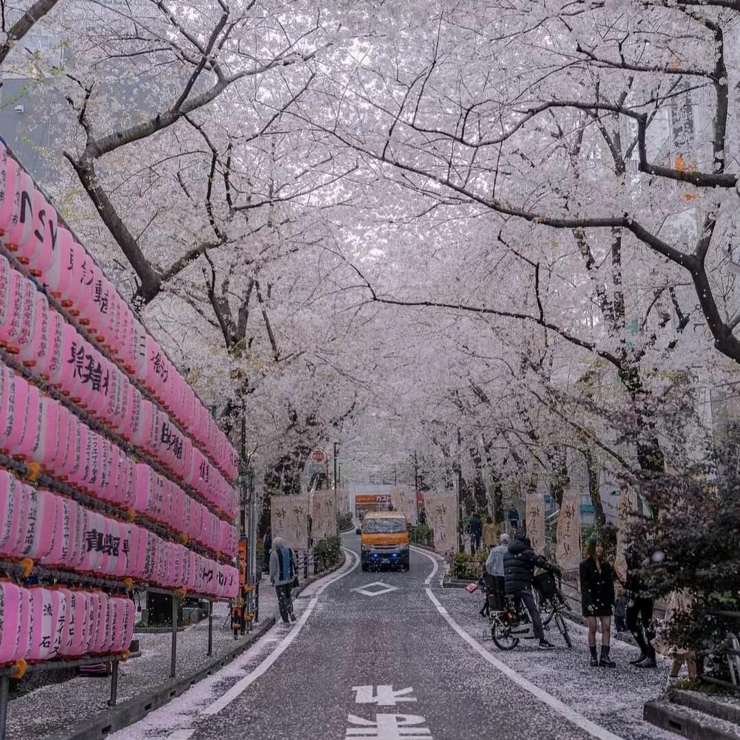 ていむえん鲸落