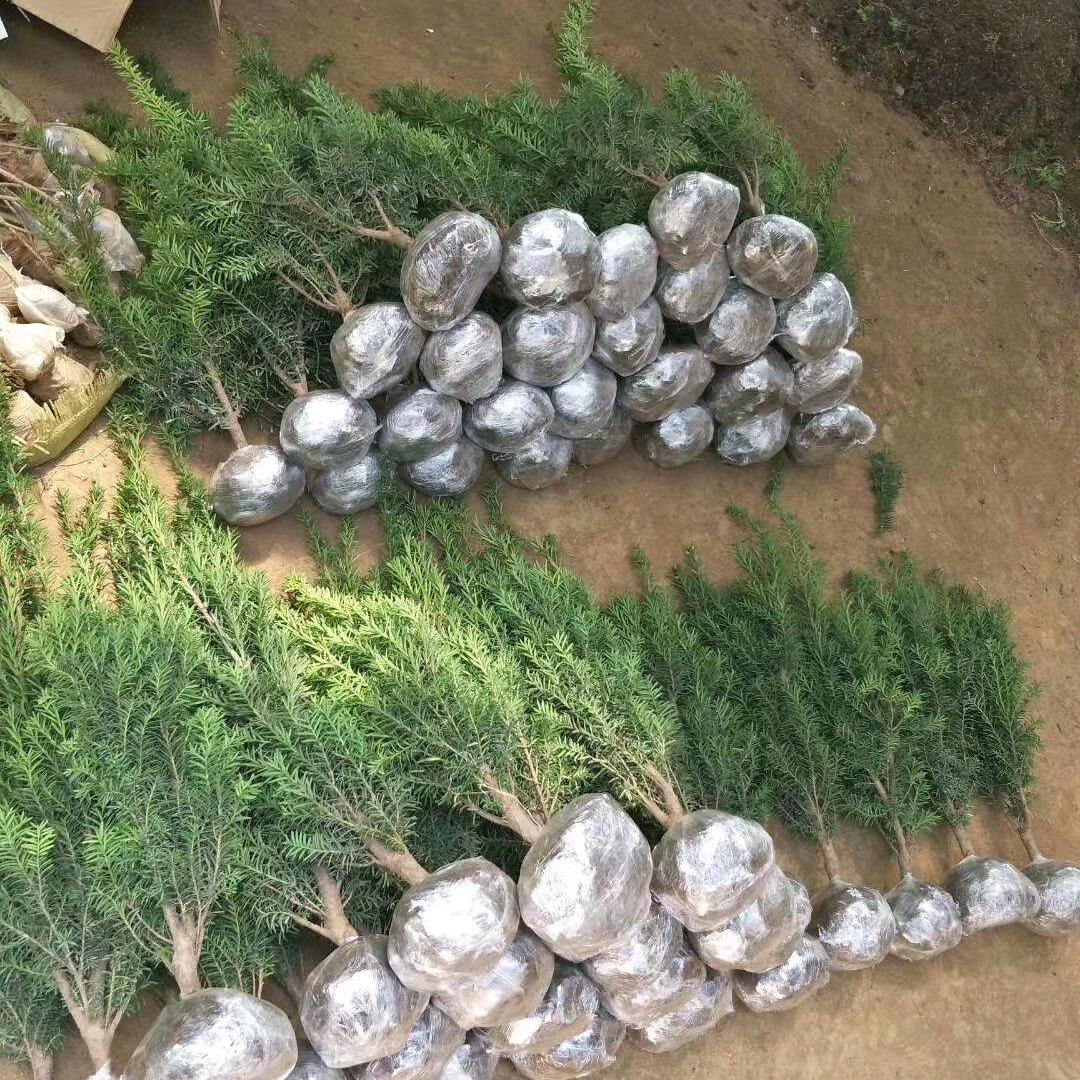 曼地亚红豆杉园林浩瀚