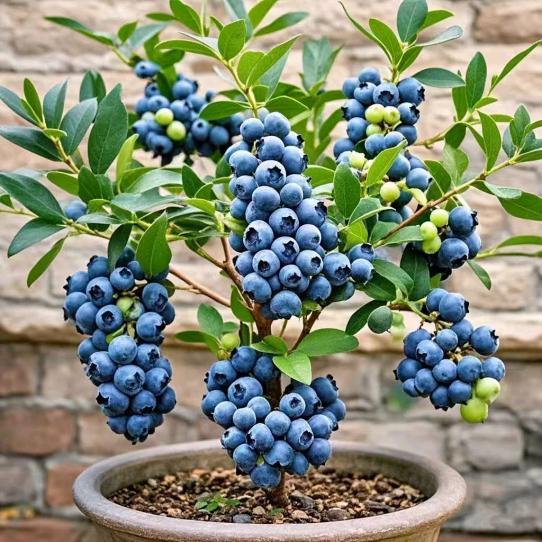 平邑丁香花卉果苗优品店