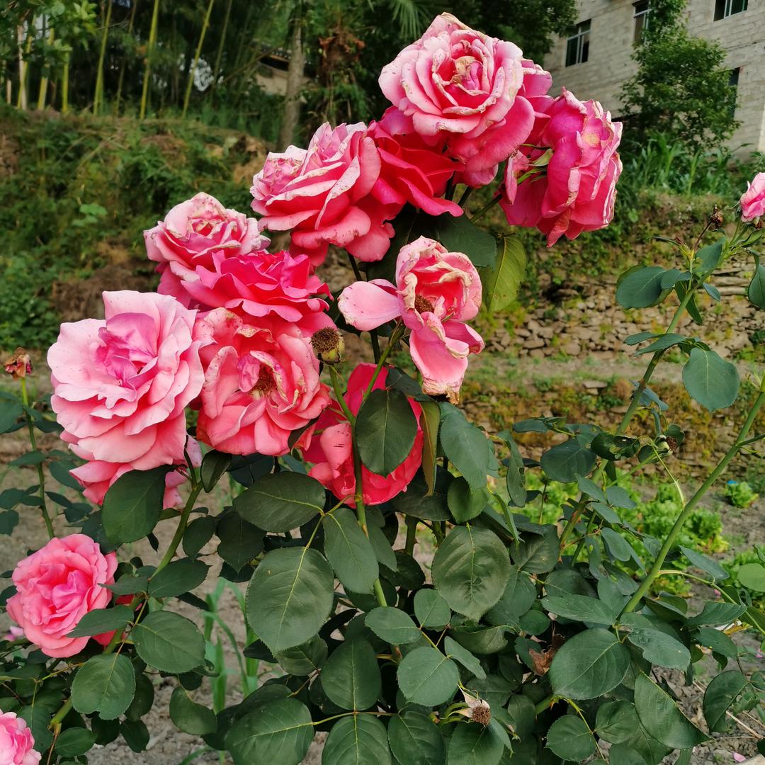 开心快乐(拒绝连赞)