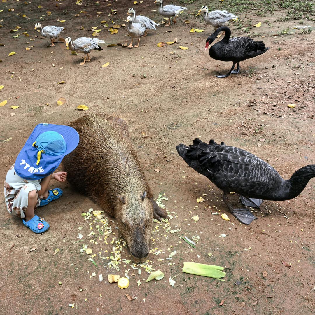 风中恶霸