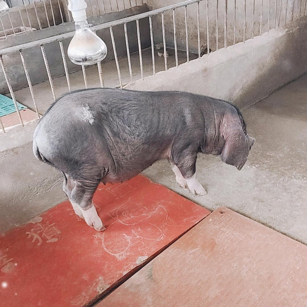 惠农母猪养猪