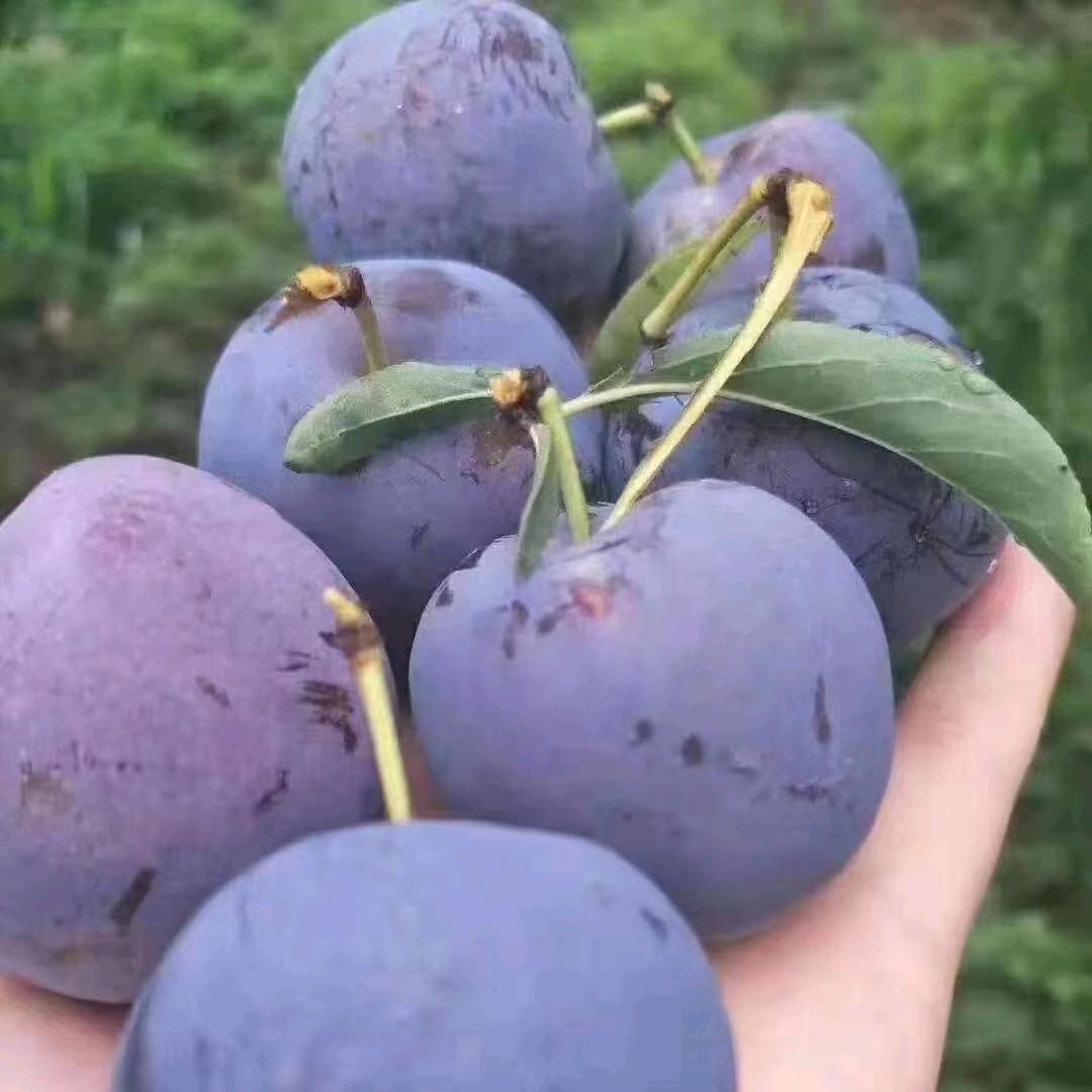 琦琦果蔬产地供应链