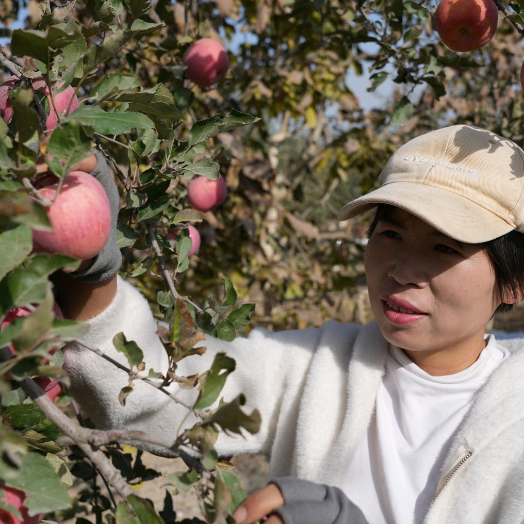 阿克苏冰糖心苹果“超慧”
