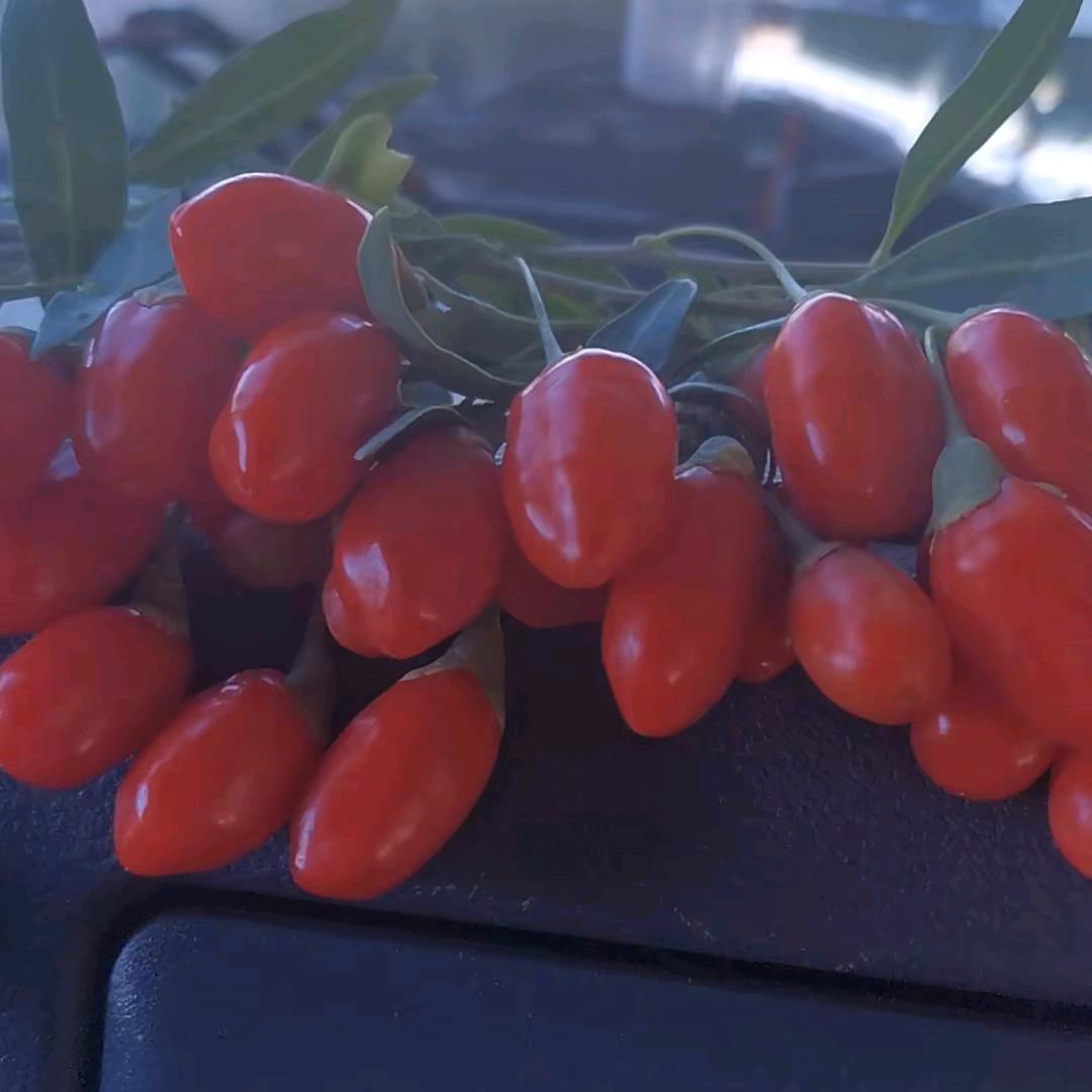 诗的远方，批发枸杞