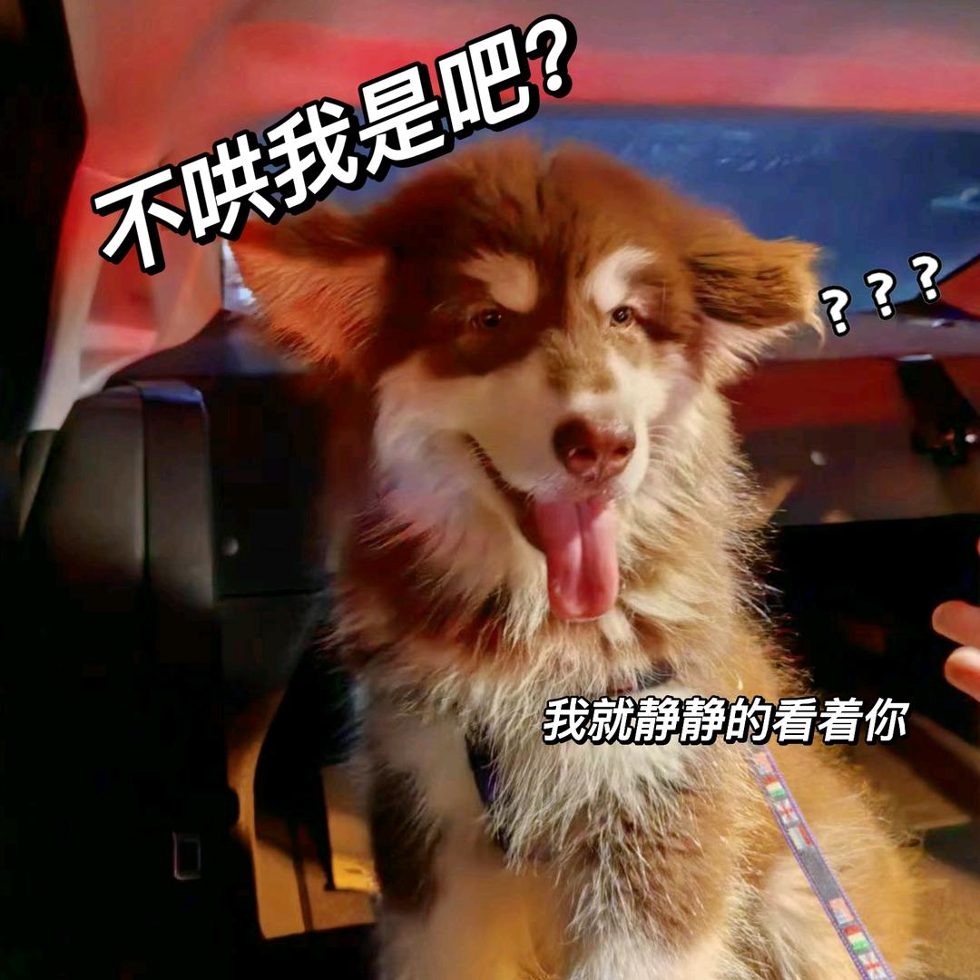 爱跳跳的跳跳