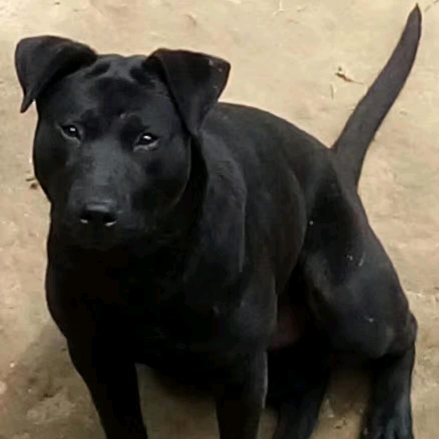 吴同志（丰顺、汤西）