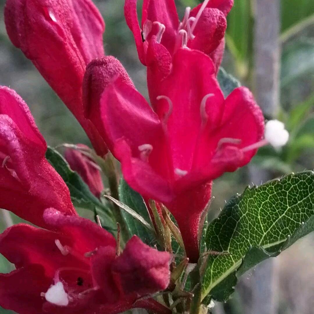 🍀🍀一笑倾心🌸🌸