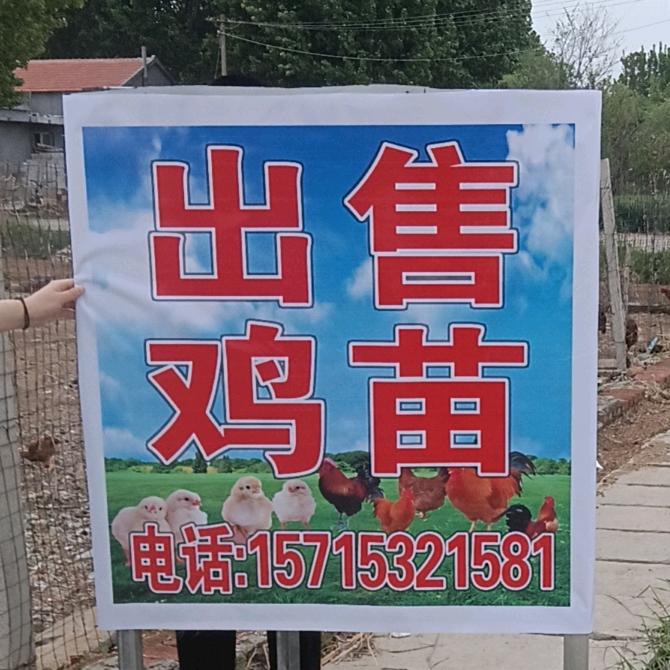 莱西出售鸡苗