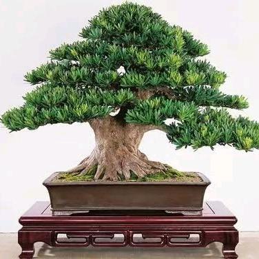 景神盆景园艺