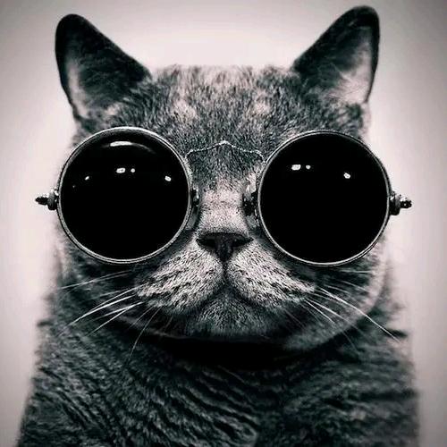 爱吃鲍鱼的黑猫