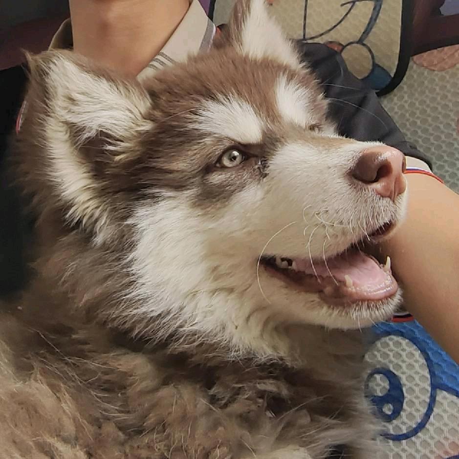 求稳的小鹏（战损版）