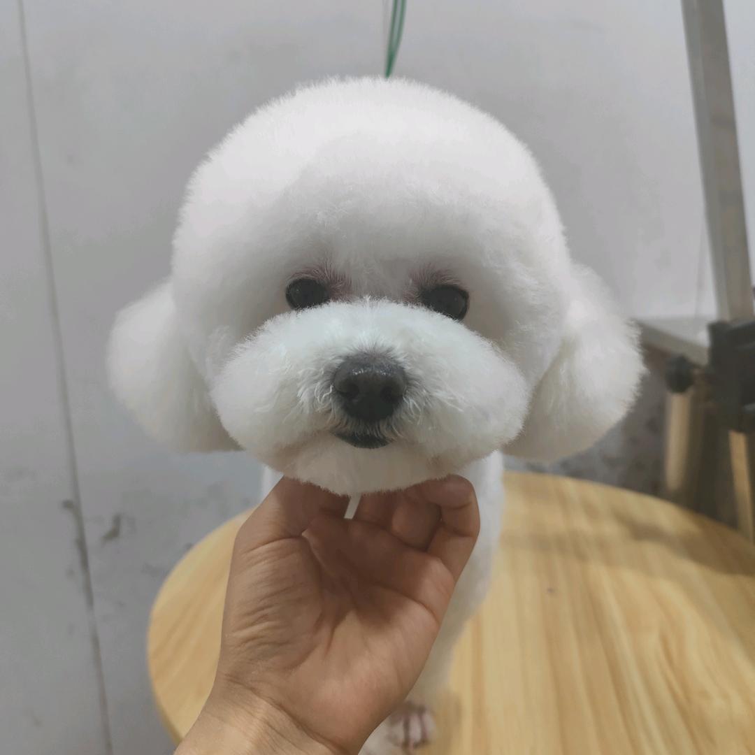 遇见宠物（武邑富达路店）