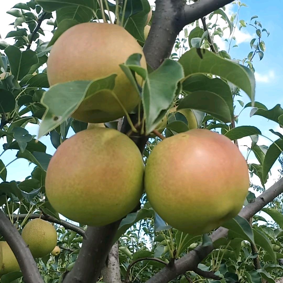 赵州雪花梨